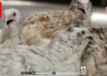 Burung Malon