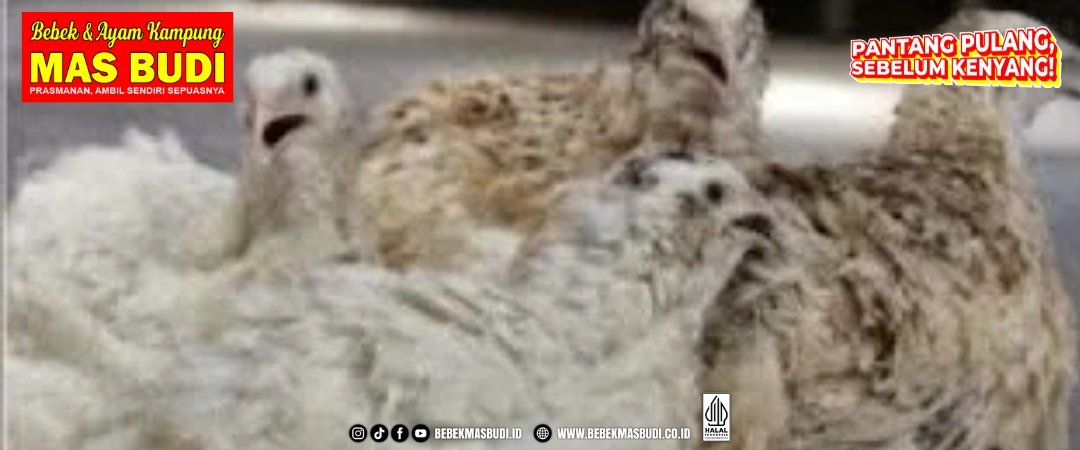 Burung Malon