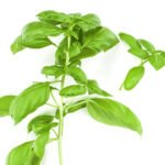 Daun Kemangi