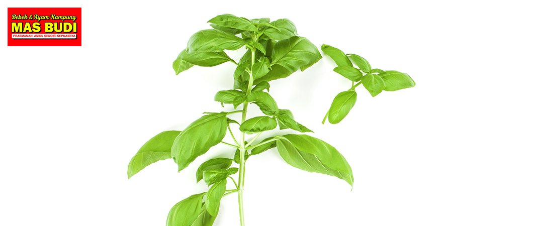 Daun Kemangi