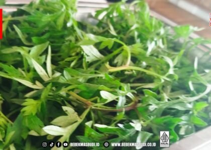Daun kenikir