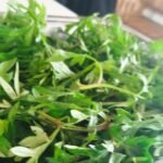 daun kenikir