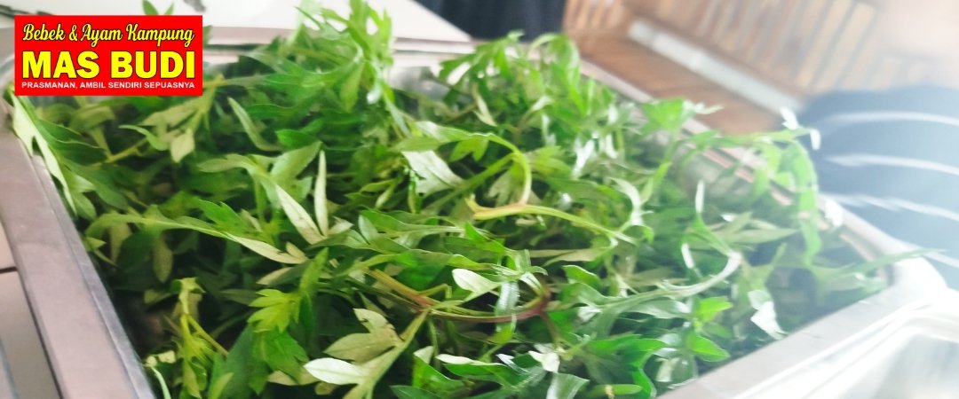 daun kenikir