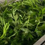 Daun Kenikir